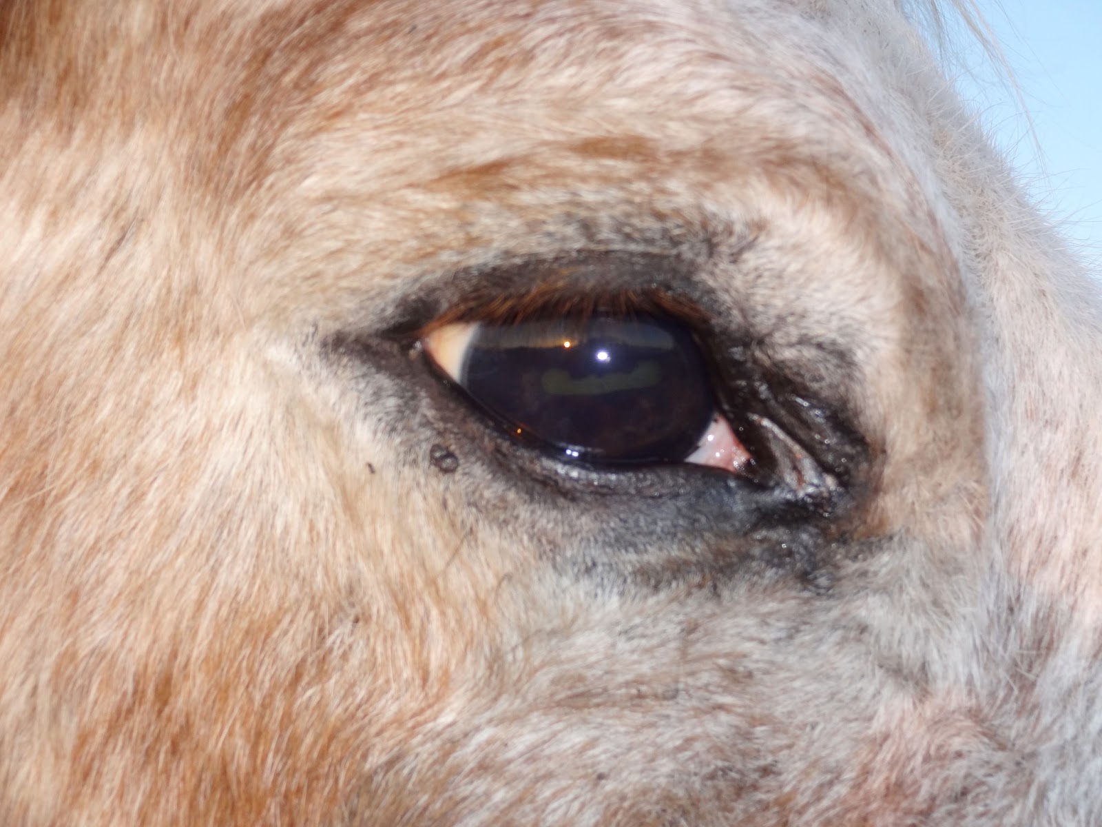 Everstuff Ranch Frozen frost free hydrants and equine recurrent uveitis