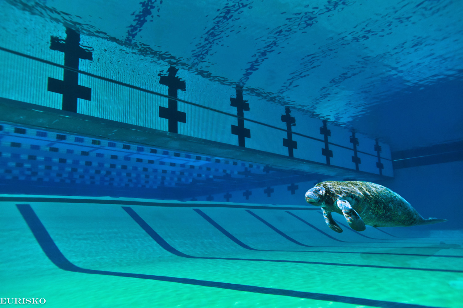 eurisko Photography Pete Ragus Aquatic Center Lubbock Texas