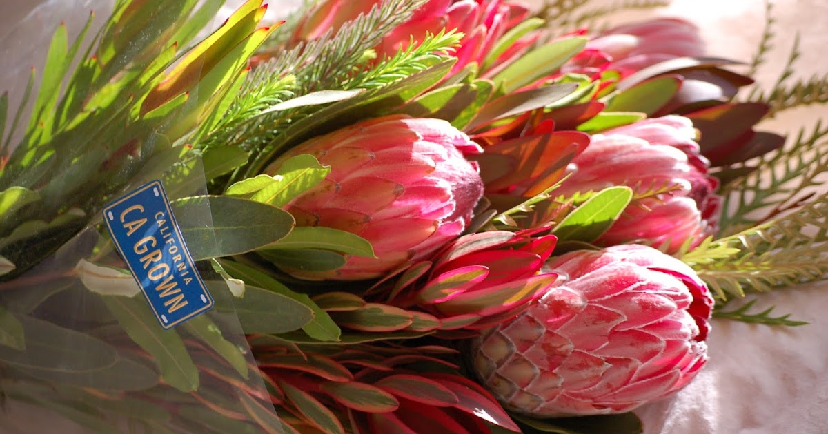 A Passion for Flowers Protea Care & Handling Tips From Chrysal