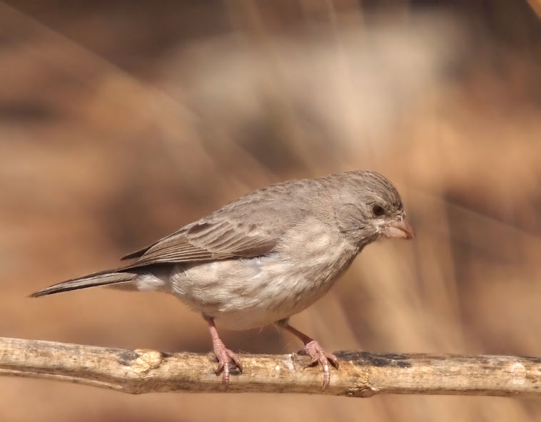 Arabian Serin