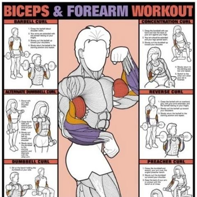 Biceps and Forearm