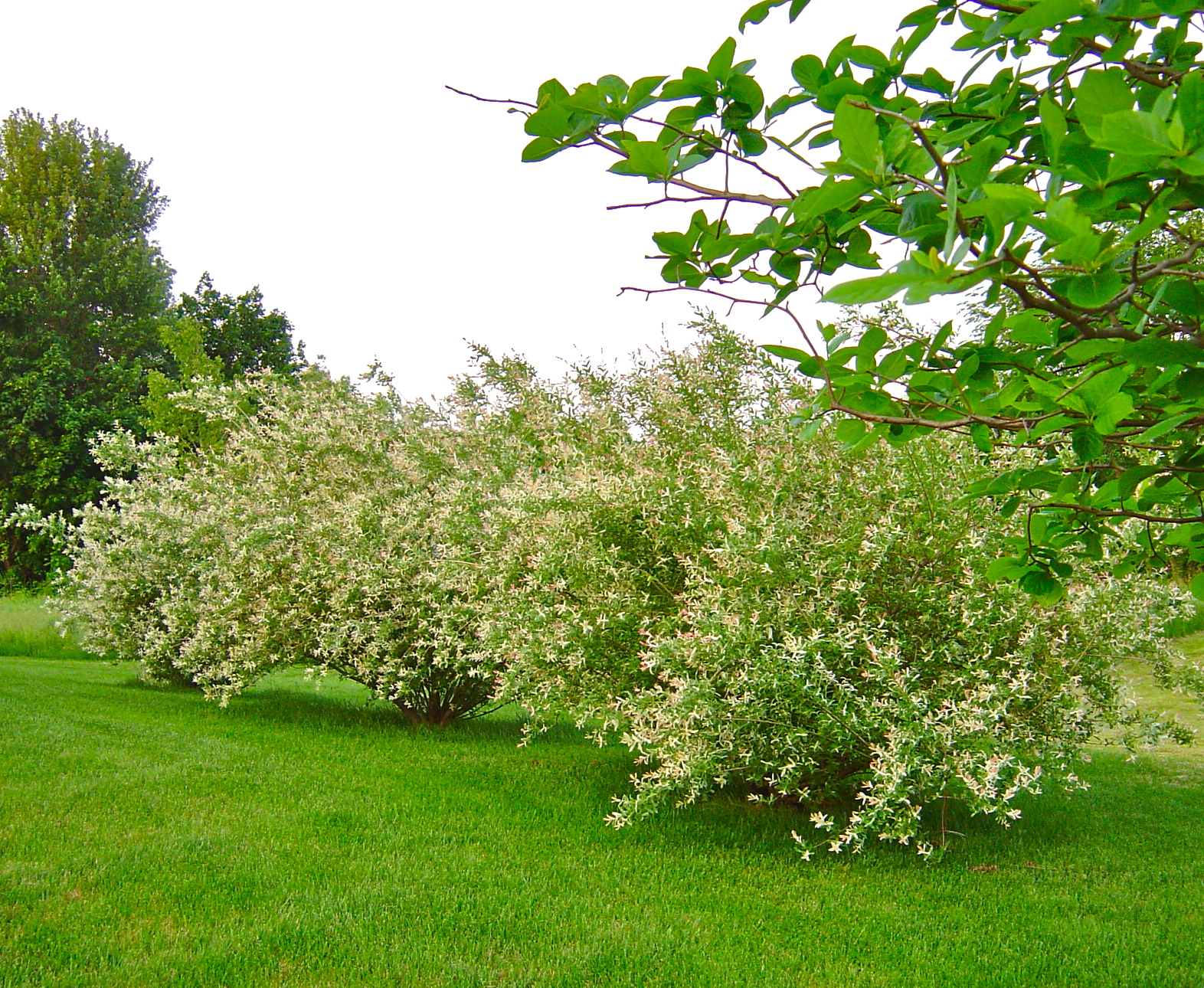 Plant Inventory Salix integra / Dappled Willow