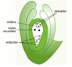 Angiosperma: reprodução sexuada