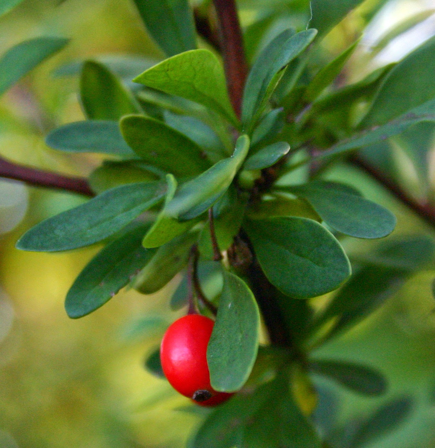 Benefits And Nutrition Of Barberry Herb For Health Tips