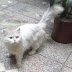 One and Half years old Persian Cat for sale One and Half years old Persian Cat for sale