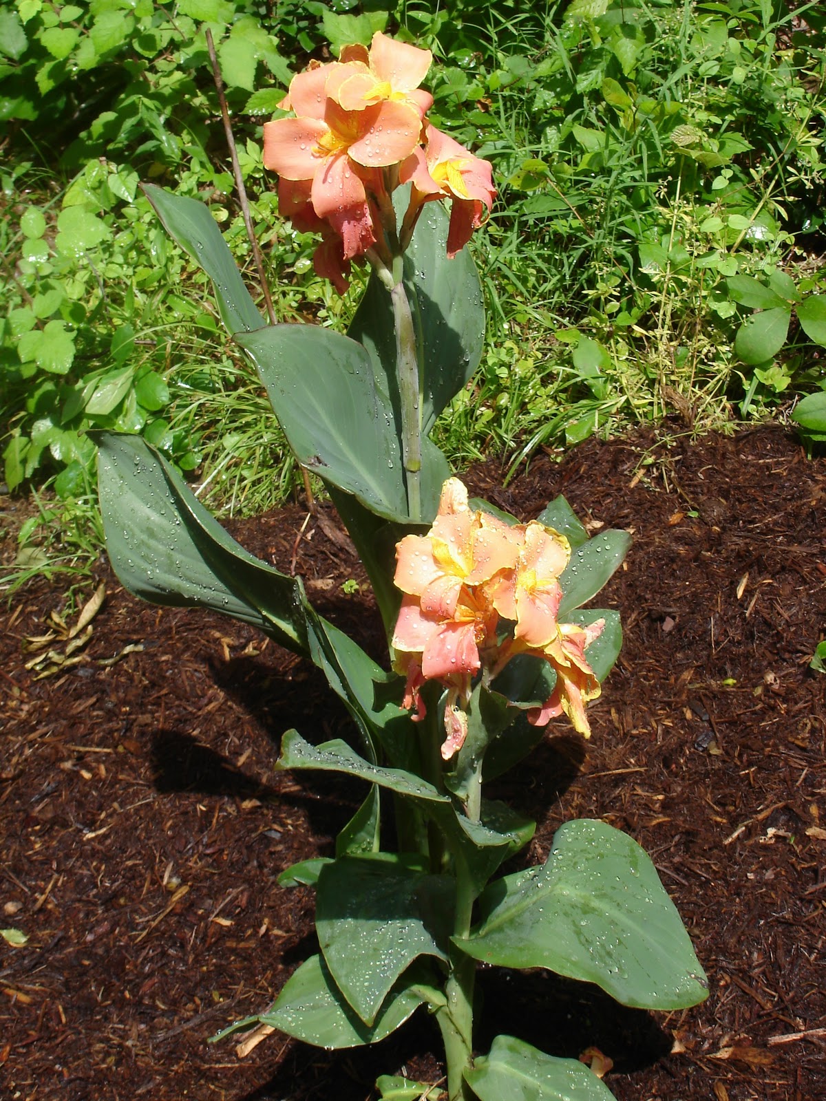 canna corsica