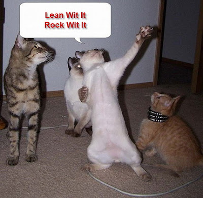 Funny rocking cats band