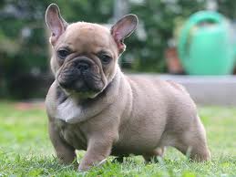 French Bulldog Puppies Wallpapers Pics Pets Cute And Docile