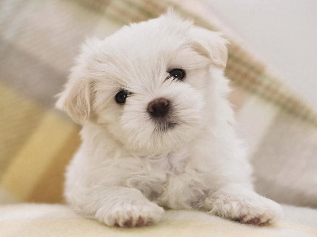 Wallpaper Anjing Lucu | Deloiz Wallpaper