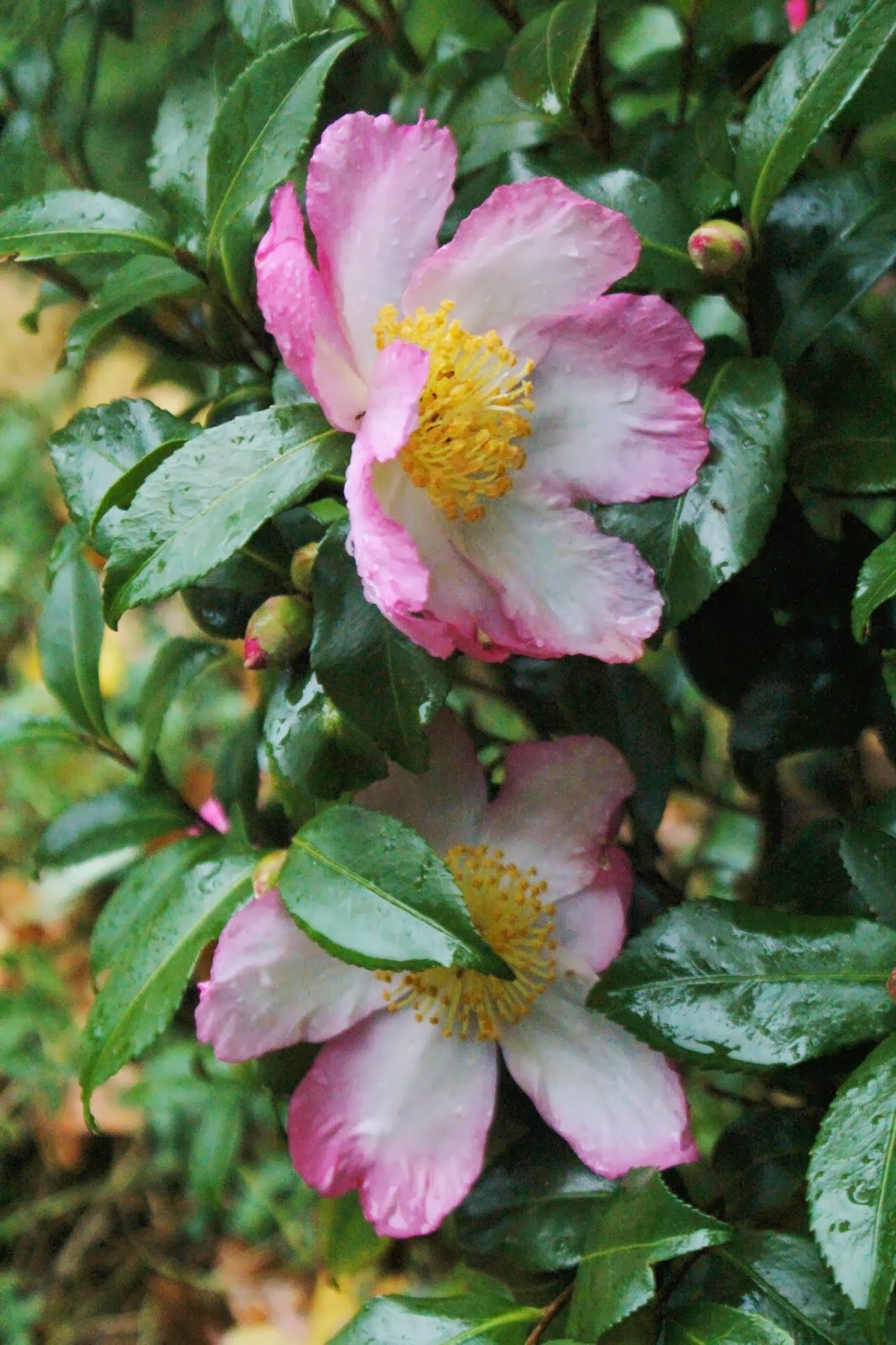 Long Island Camellia Autumn Sunrise / Adams