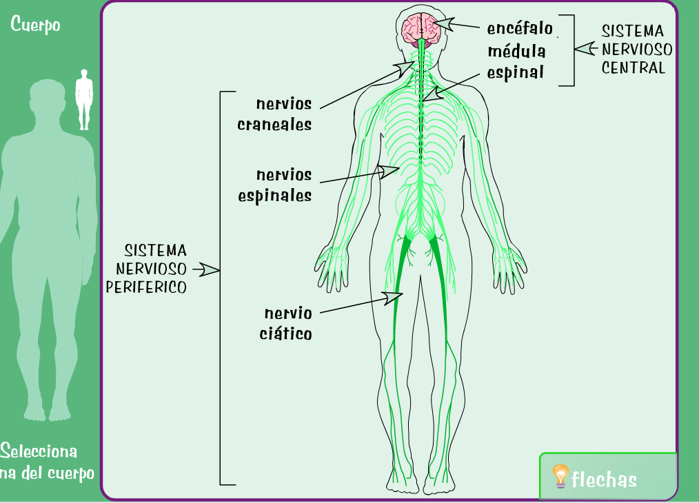 Nervous System Of Human Body Pdf