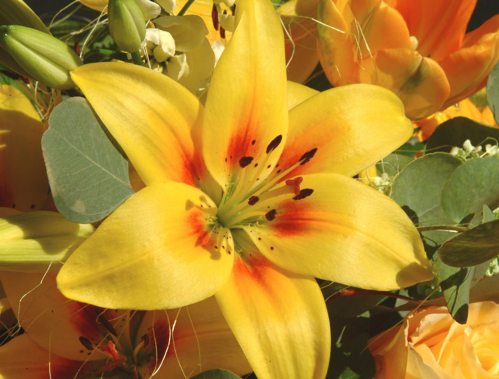 Lilium Flowers Lilium Flower Gallery 1