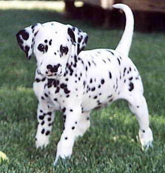 Gambar Foto Anjing Anjing Dalmatian Lucu