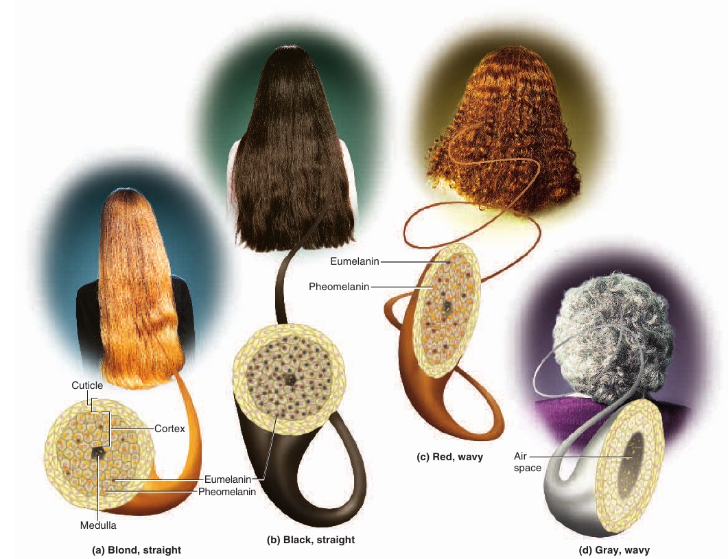 Natural Hair Stages Natural Hair Stages