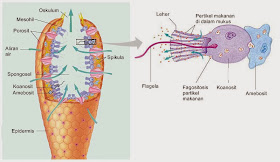 Struktur Tubuh Porifera