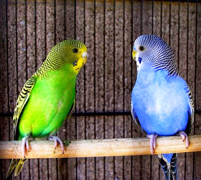Sejarah Perkembangan burung parkit http://www.altairgate.com/2023/01/sejarah-perkembangan-burung-parkit.html