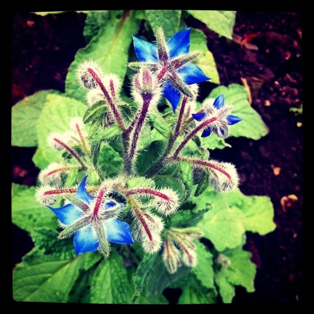 Hearthwitch Cottage Herbcraft // Borage
