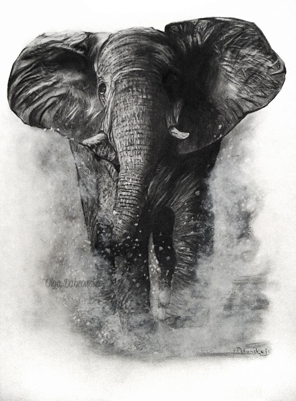 elephants tumblr