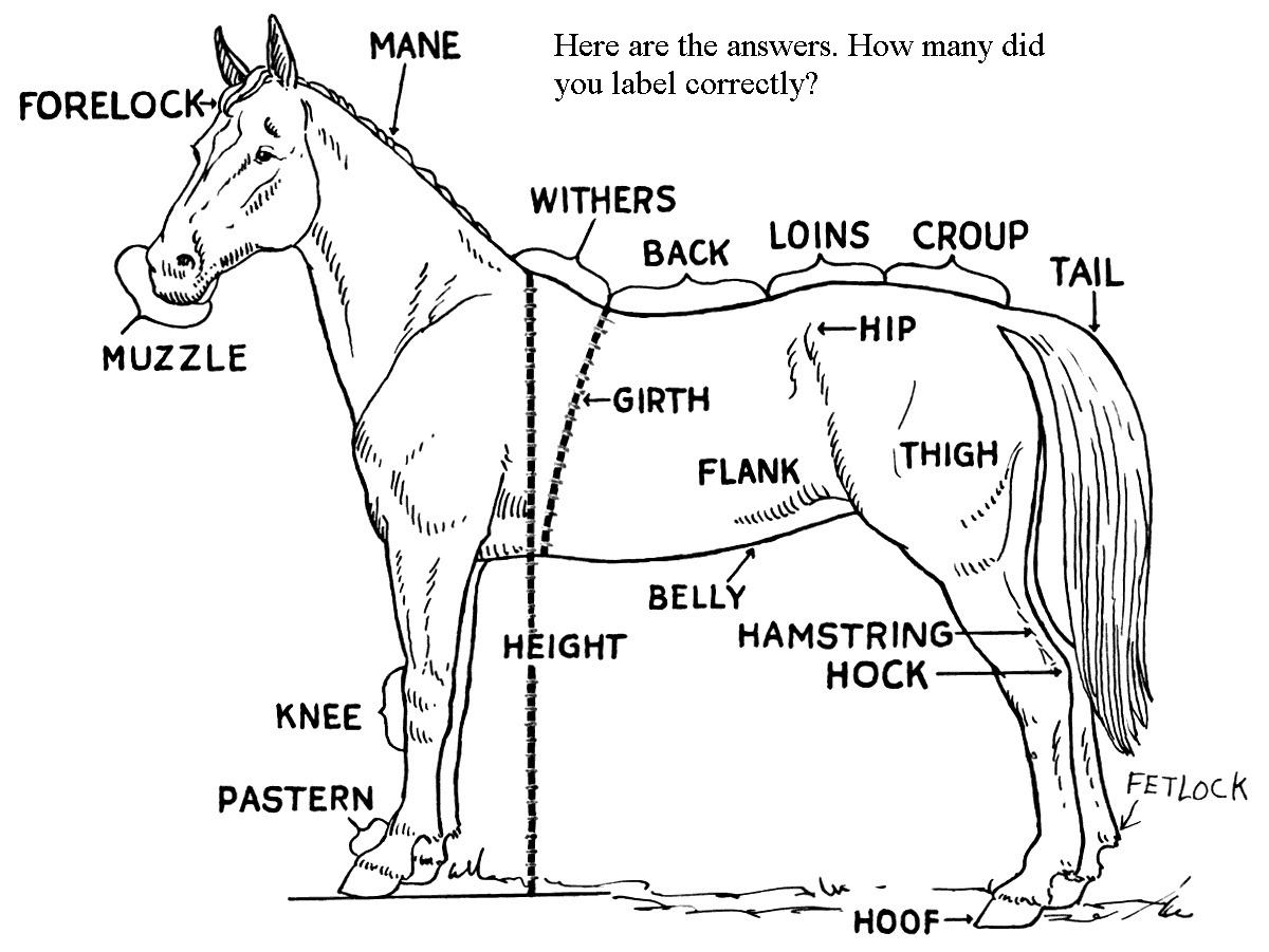 The Mane Point Can you label the parts of a horse?