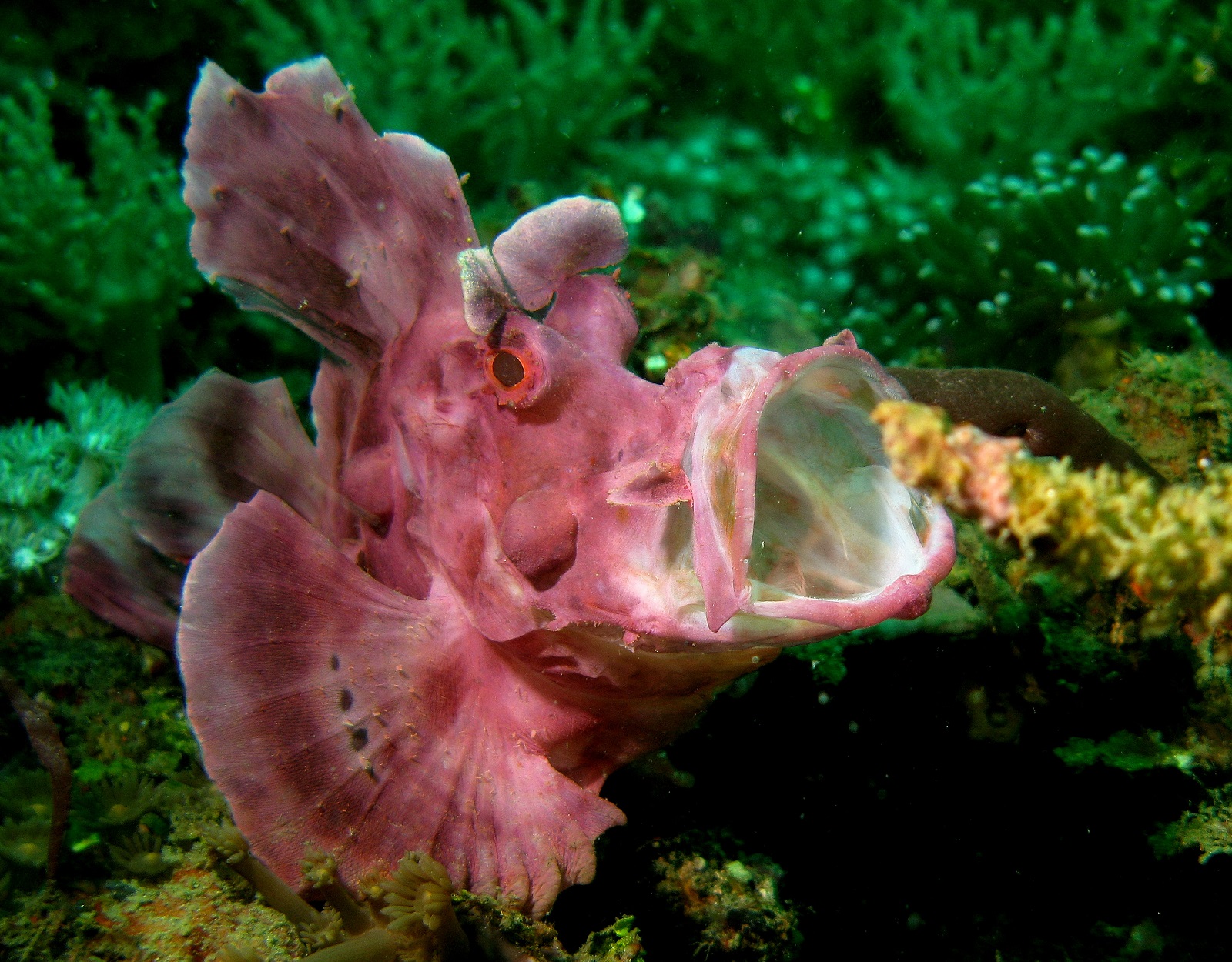 real monstrosities rhinopias scorpionfish