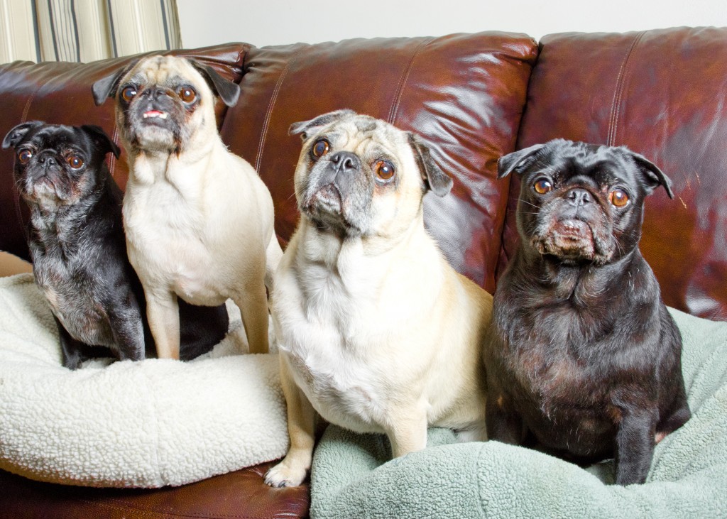 Rugs and Pugs Pounds for Pugs