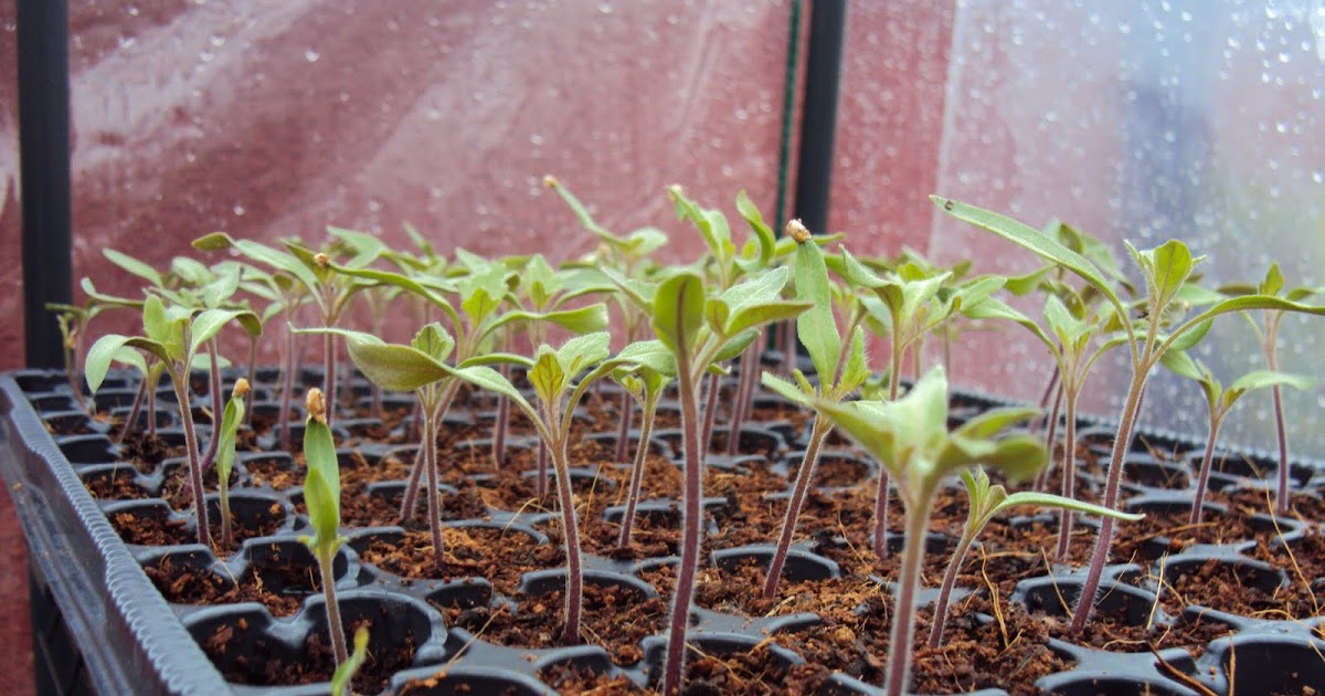 Huerto ecológico en la terraza o balcón de casa: Ya han salido casi