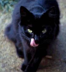 4zampedisimpatia Il Gatto Nero E Le Sue Contraddizioni