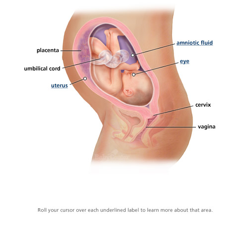 gebelik ve annelik haftaligi