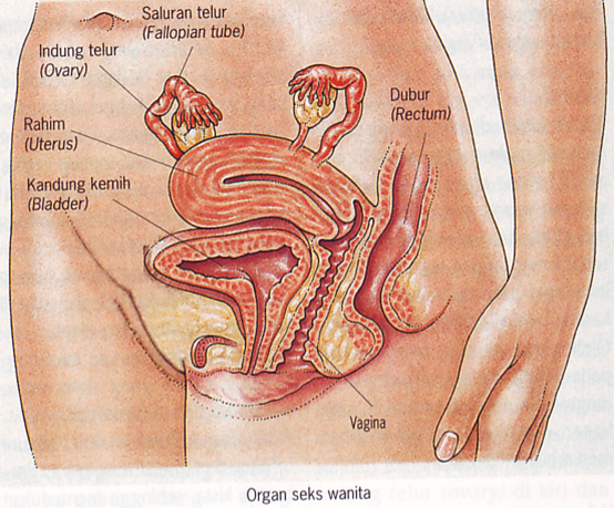 Pik Remaja Dahlia Pengenalan Organ Reproduksi
