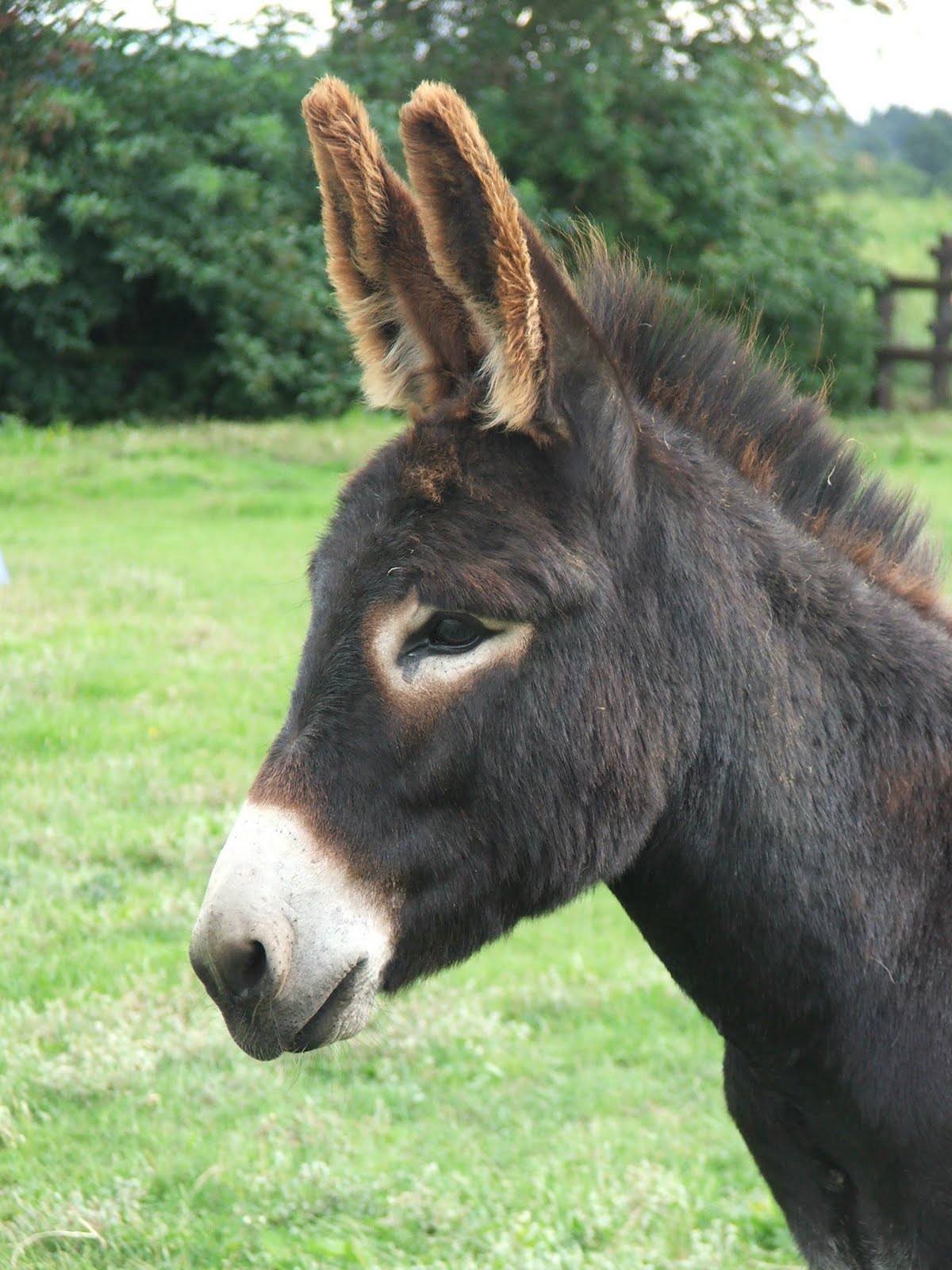 my VegaNation Open Day at Hillside Animal Sanctuary