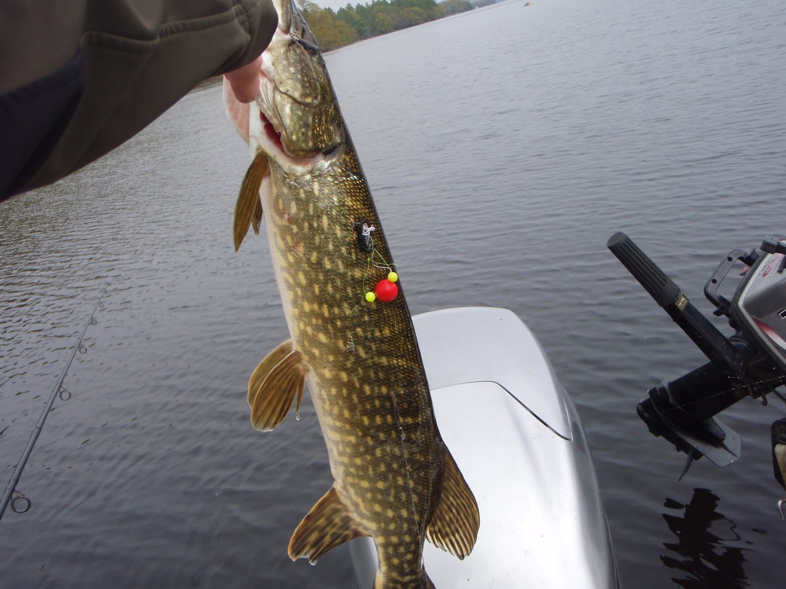Scottish Fishing Guide 3lb Pike Scottish Fishing Guide Loch Lomond