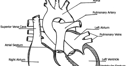 Rajat Das Gupta: Tetralogy of Fallot