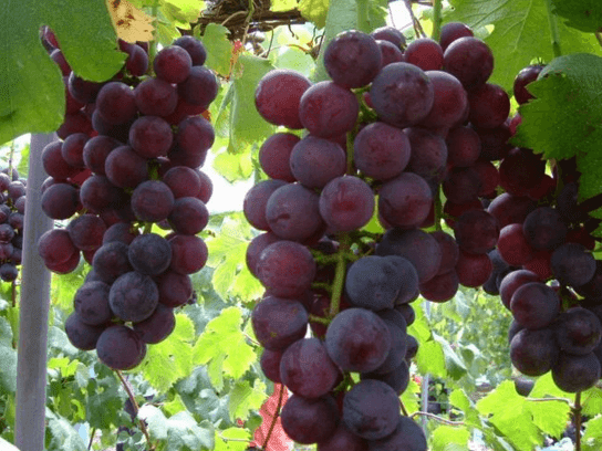 3 Buah Penurun Kolesterol Yang Rasanya Lezat Tapi untuk ketiga buah penurun kolesterol yang rasanya lezat dan cukup mudah didapatkan ini benar-benar terabaikan dalam daftar makanan yang bisa menurunkan kolesterol.