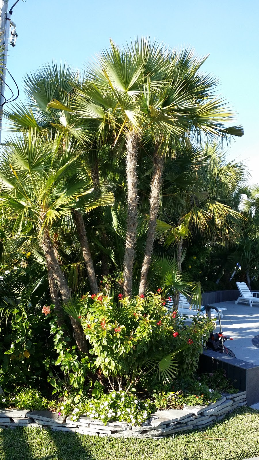 Cold Hardy Palm Trees in Houston March 2015