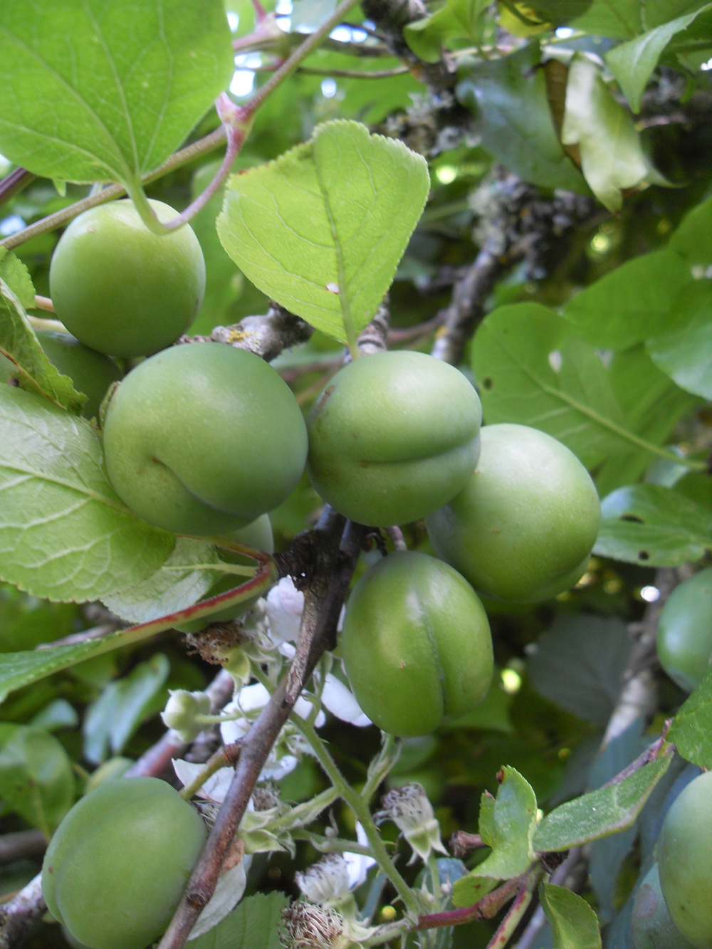Rag Picker ExtraOrdinaire Green Plums For Umeboshi Nontraditional
