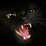 Les morsures de chat