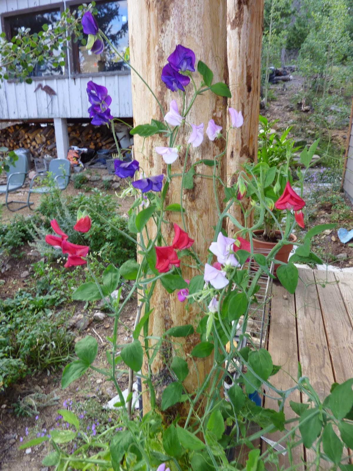 Colorado Mountain Gardener Sweet Peas by Irene Shonle