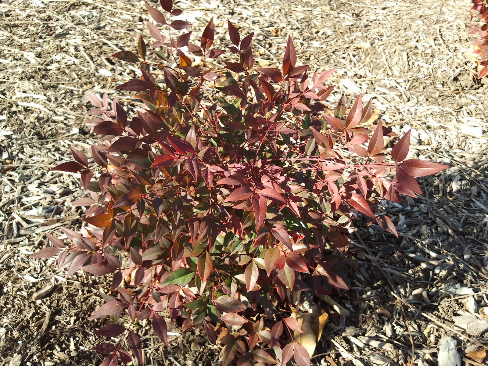 Trees That Please Nursery 30 Days Of Fall Foliage Friday