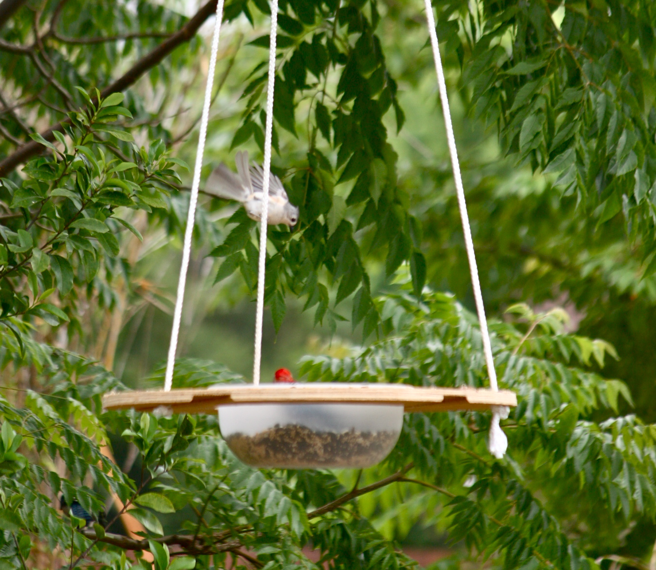 Innovative Florida Bird Feeder Phillip's Natural World