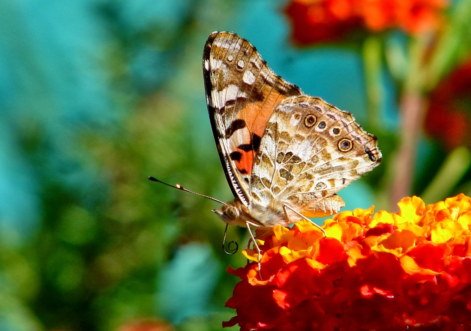BREATHTAKING The Portrait of a Lady
