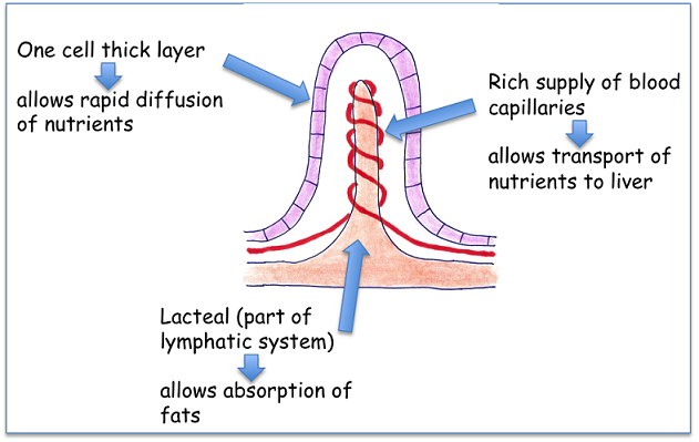 # 77 Functions of lymphatic system | Biology Notes for IGCSE 2014