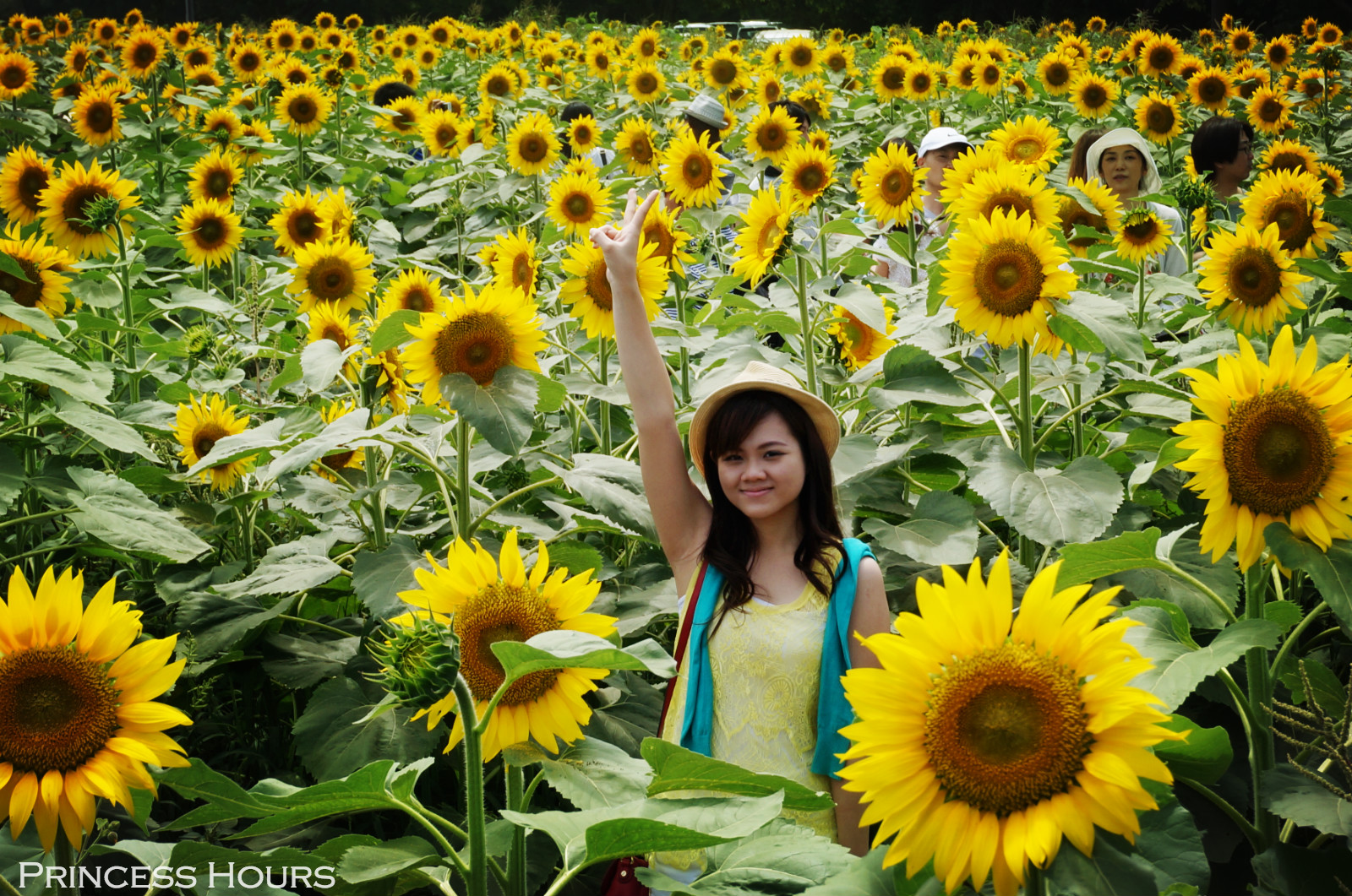 PRINCESS HOURS Sunflower farm in Japan