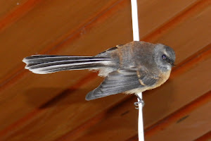 A Fantail in the house.