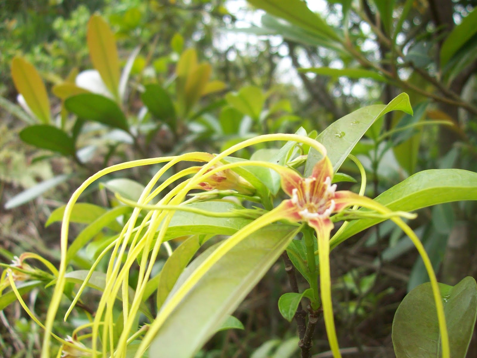 gardentropics Wild Flowers of Hong Kong