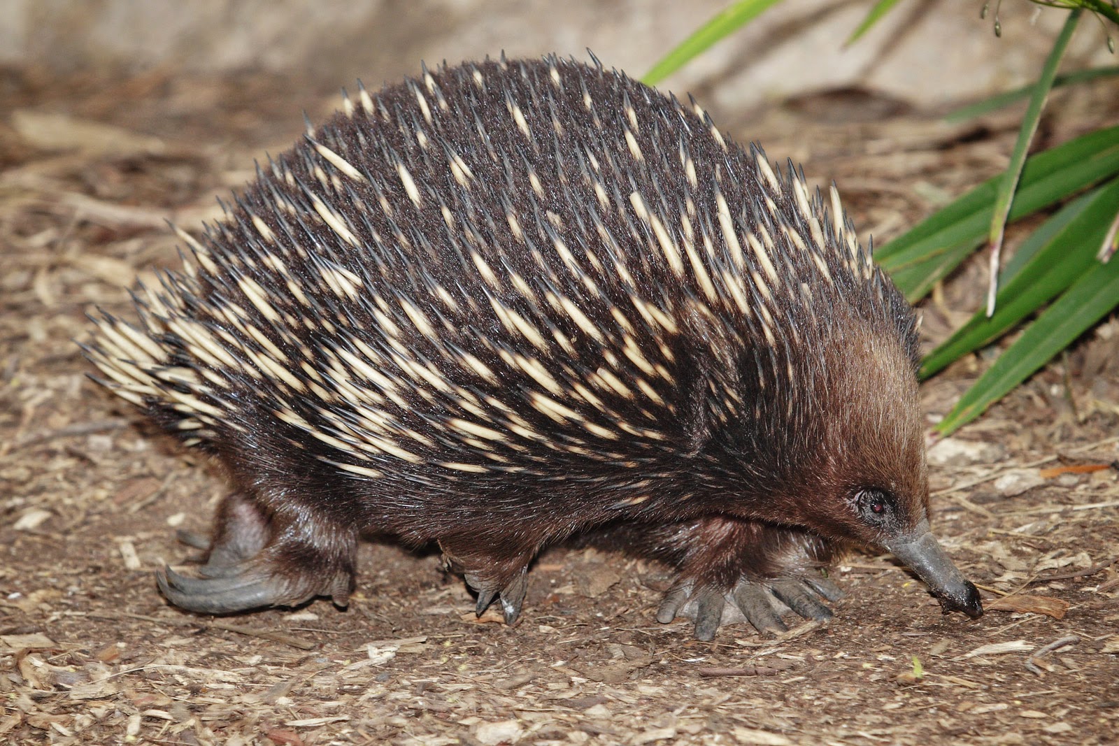 Animals of the world Echidna