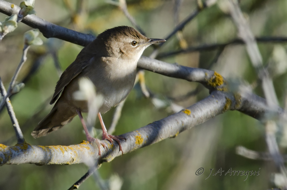 Buscarla unicolor, Locustella luscinioides, Savi´s Warbler Buscarla unicolor, Locustella luscinioides, Savi´s Warbler