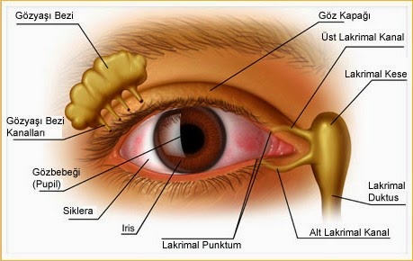 insan gozu kac megapiksel gorur haber uzay uzay haberleri u f o