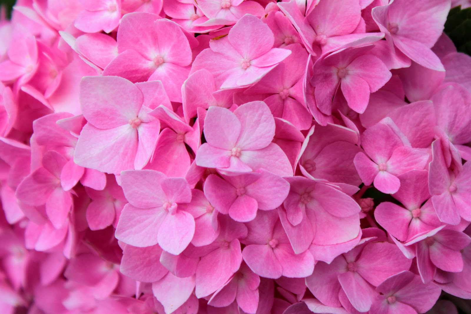 Zone Five And A Half The Incrediball Hydrangea From Annabelle
