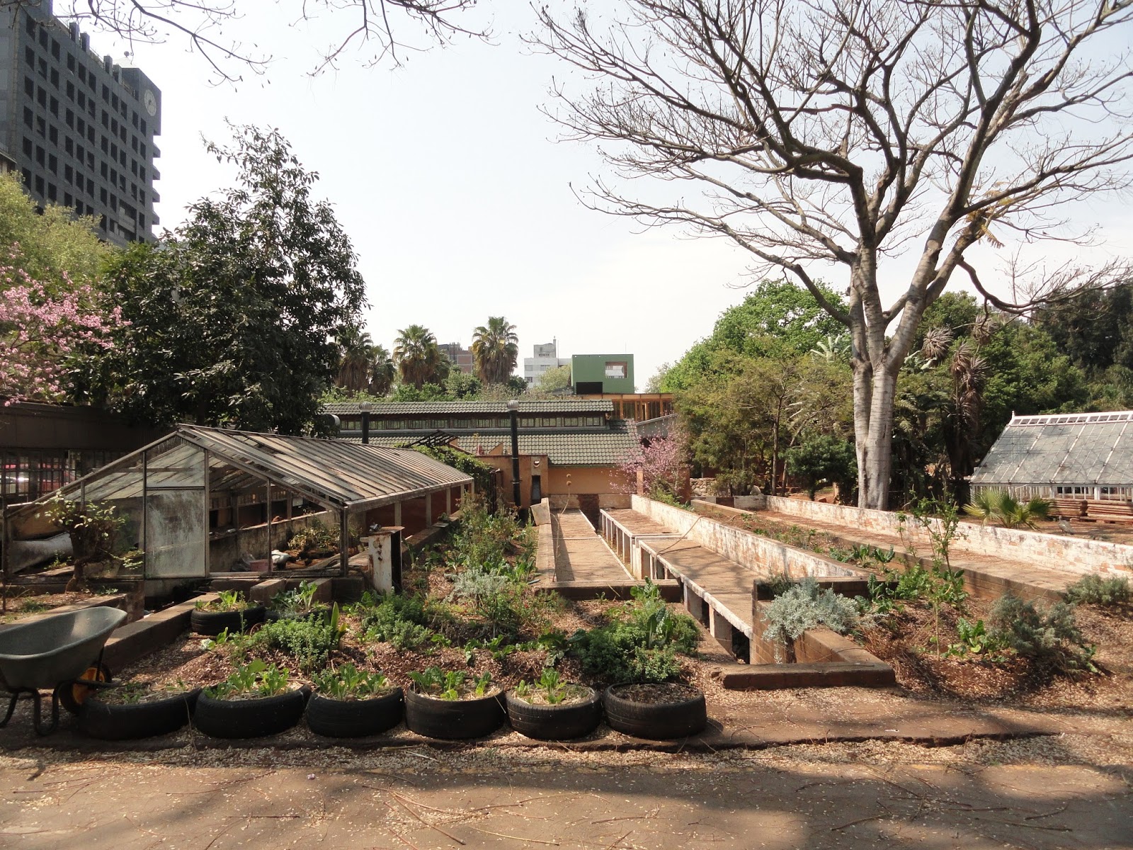 Dipa's Daily Dumplings The Greenhouse Project, Johannesburg