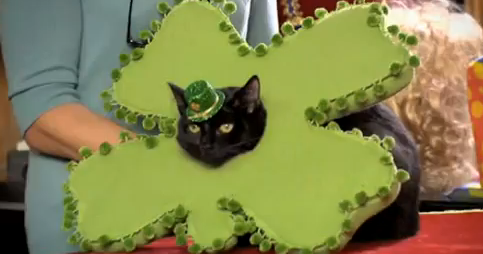 What Is It Called Black Cats Give You Bad Luck What Is It Called Black Cats Give You Bad Luck
